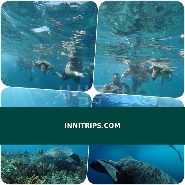 Turtle snorkeling point · photo 18