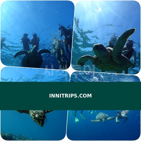 Turtle snorkeling point · photo 19