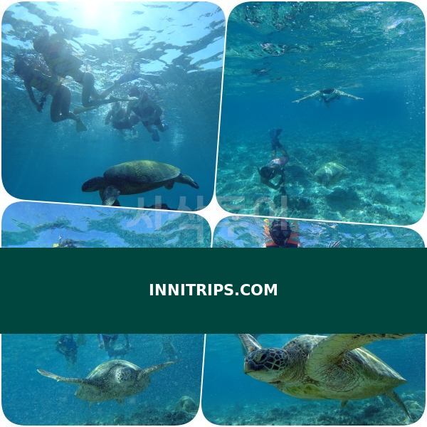 Turtle snorkeling point · photo 21