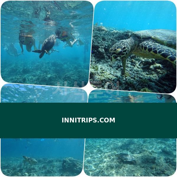 Turtle snorkeling point · photo 22