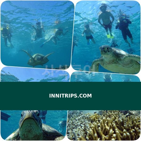 Turtle snorkeling point · photo 23