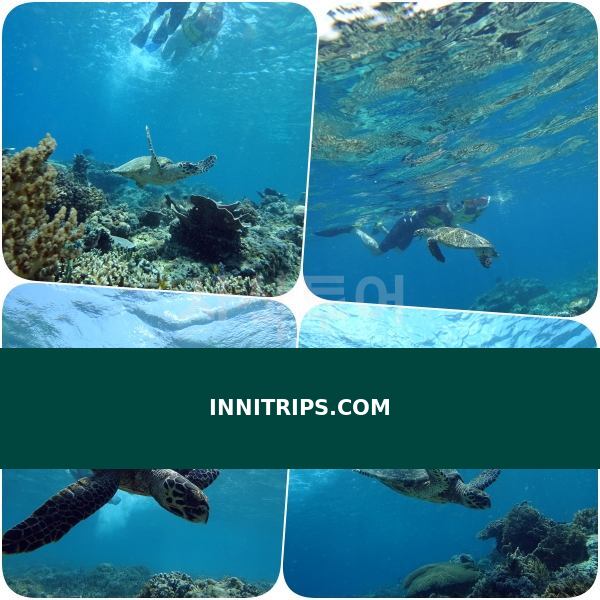 Turtle snorkeling point · photo 24