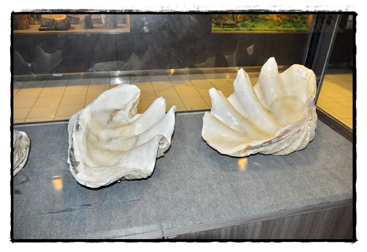 West Nusa Tenggara State Museum — island, landscape and visitor photographs 3