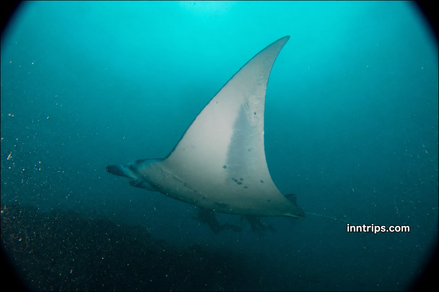 Look for manta rays in the wild at Nusa Penida