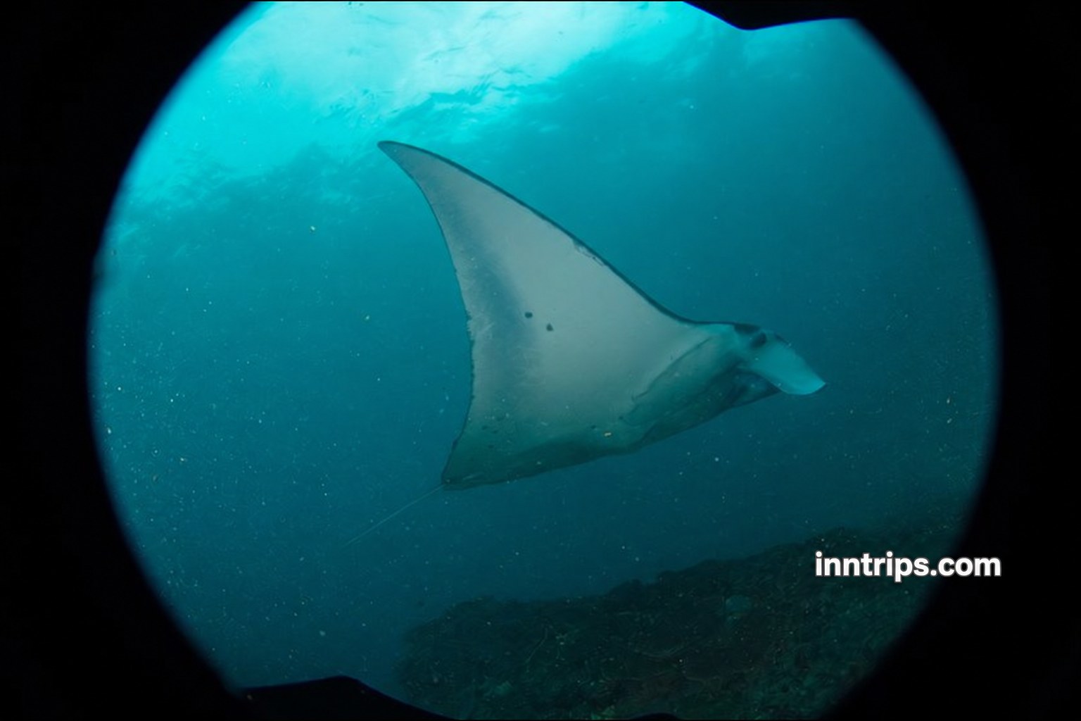 Continue to the second dive site at Nusa Penida