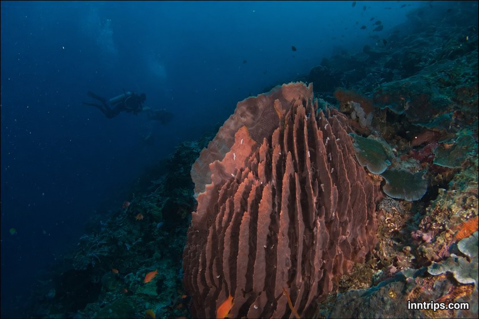 Take in the coral reef scenery at Nusa Penida