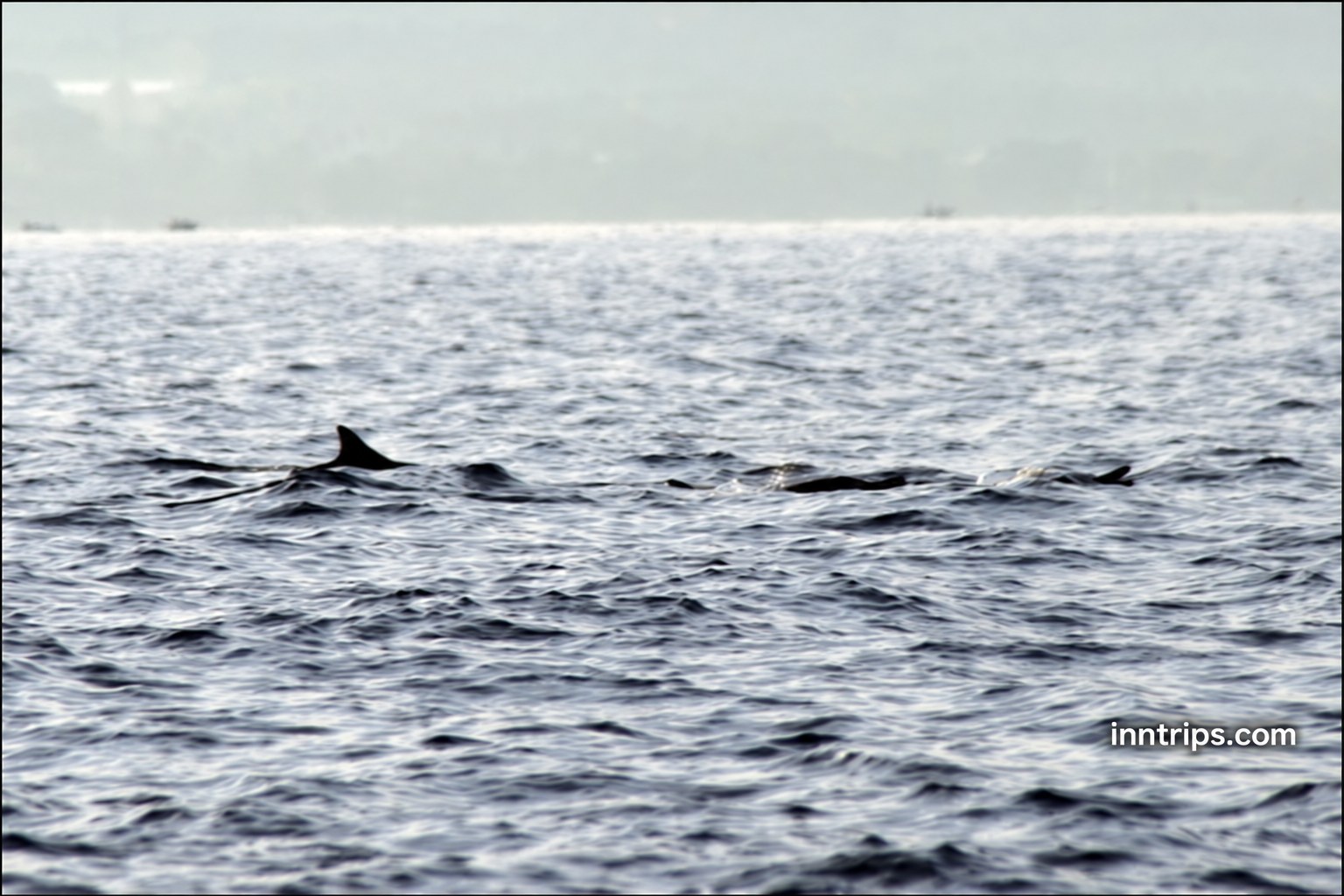 Wild dolphin fins seen from a boat off Lovina