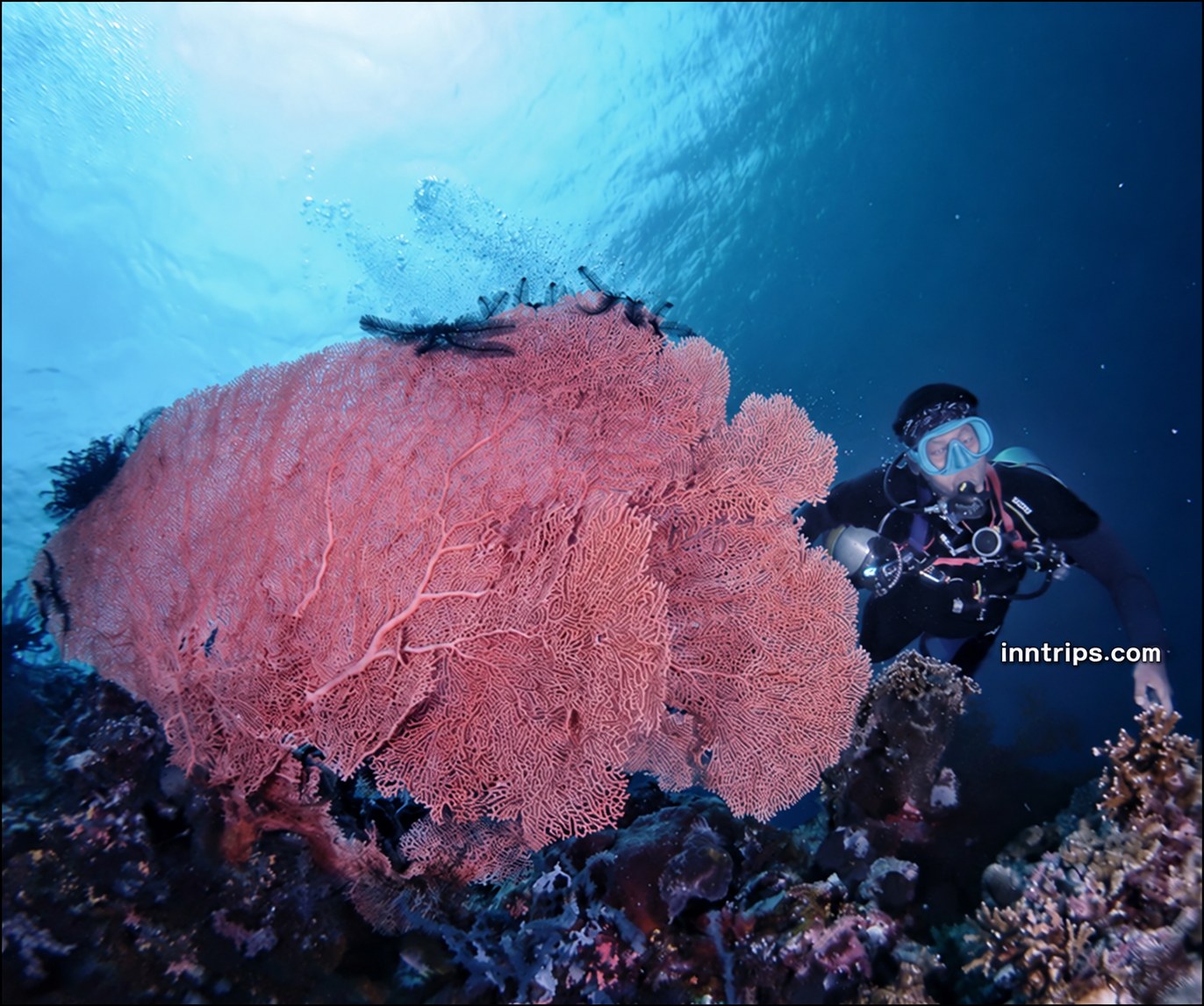 Diver beside a pink sea fan at Menjangan