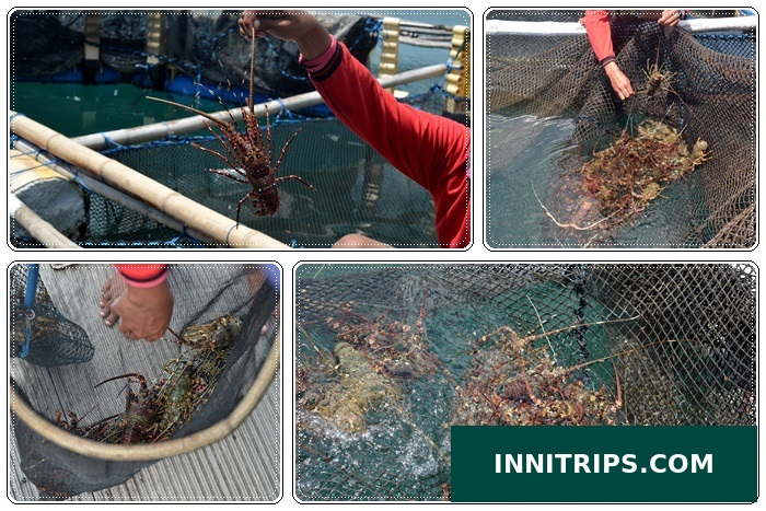 Optional lobster-farm visit · photo 16