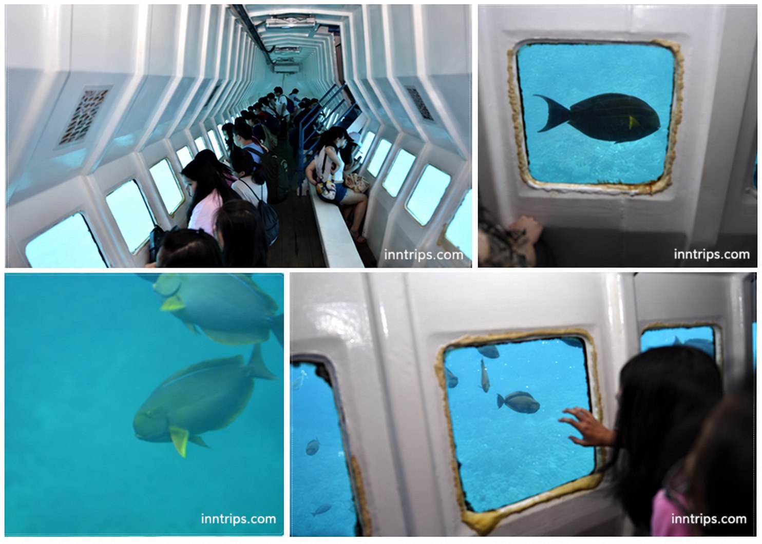 Passengers viewing reef fish from the semi-submarine