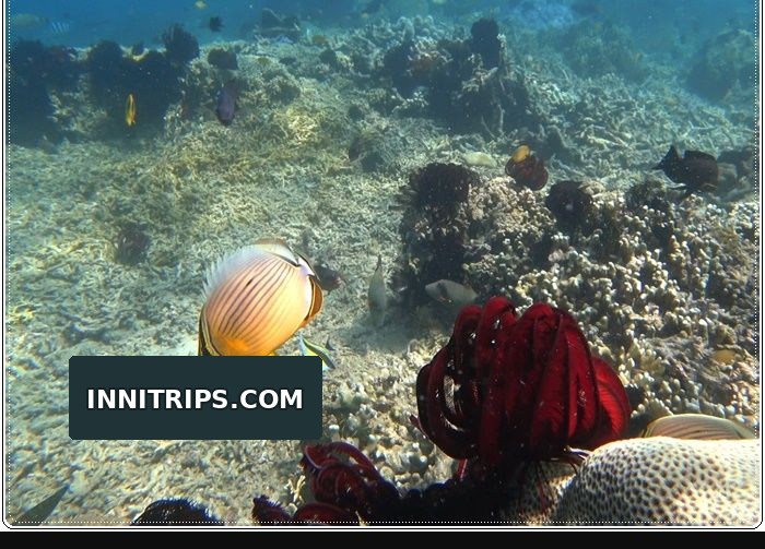 Gili Ringgit snorkeling · secret islands photo 8