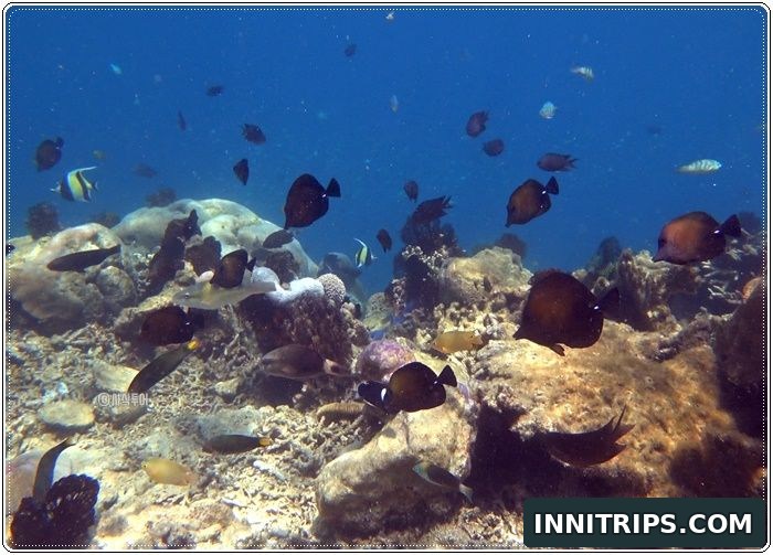 Gili Ringgit snorkeling · secret islands photo 10