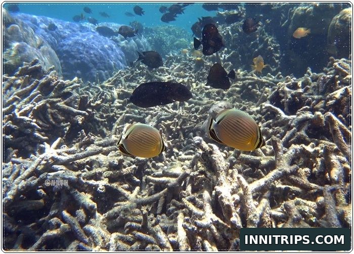 Gili Ringgit snorkeling · secret islands photo 12